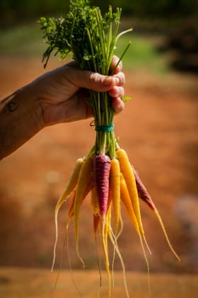 product-vegetables