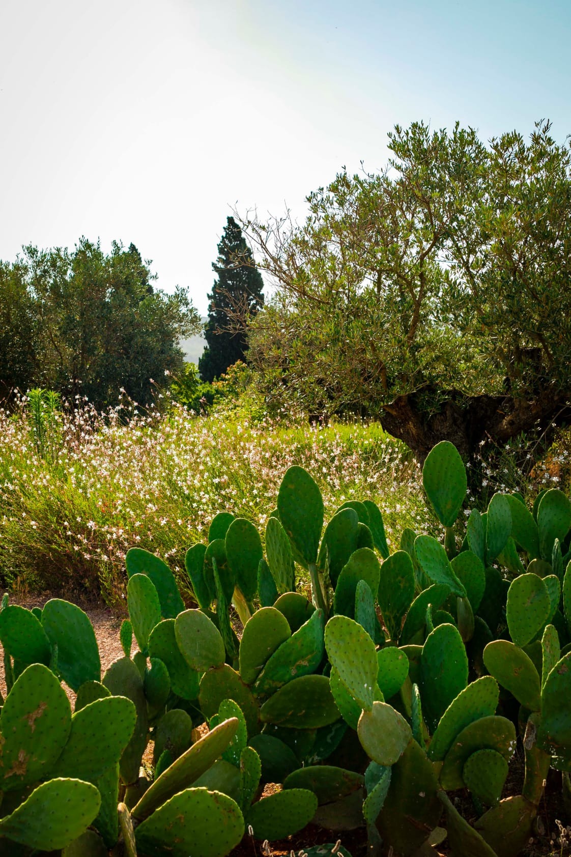 terra-masia-gallery-x2-15